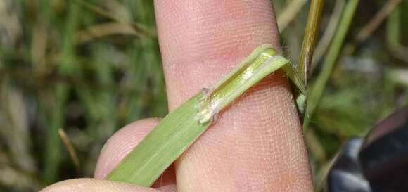 Sivun Digitaria tricholaenoides Stapf kuva