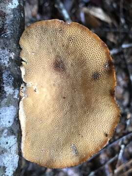 Image of Hexagonia cucullata (Mont.) Murrill 1904