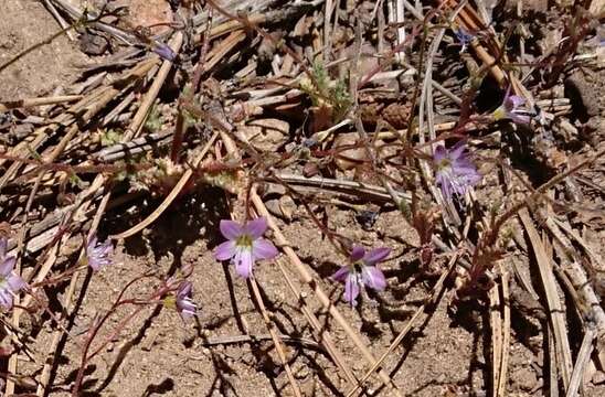 Image of fineflower gilia