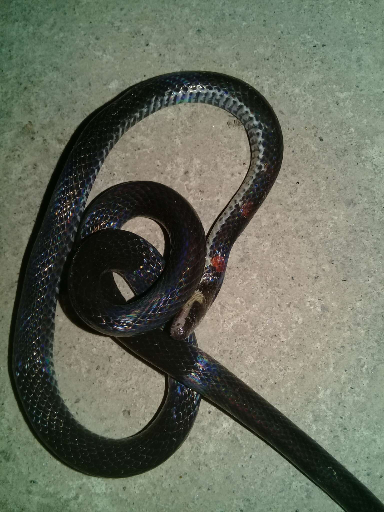 Image of Despax's Ground Snake