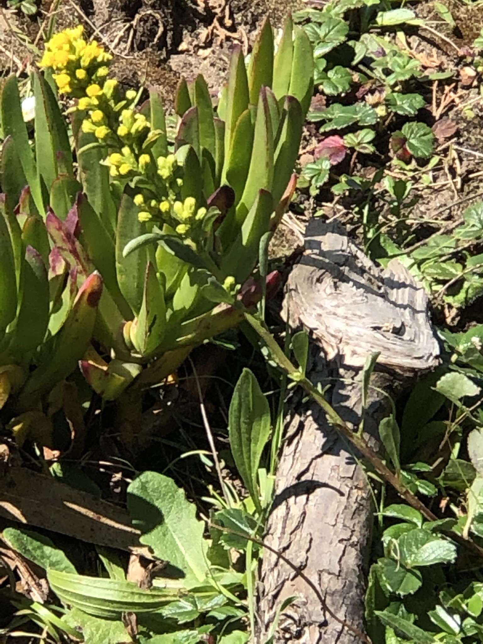 Image of Coast Goldenrod