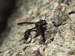 Image of Monoceromyia obscura (Brunetti 1907)