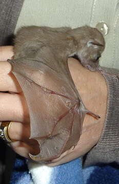 Image of Wahlberg's Epauletted Fruit Bat