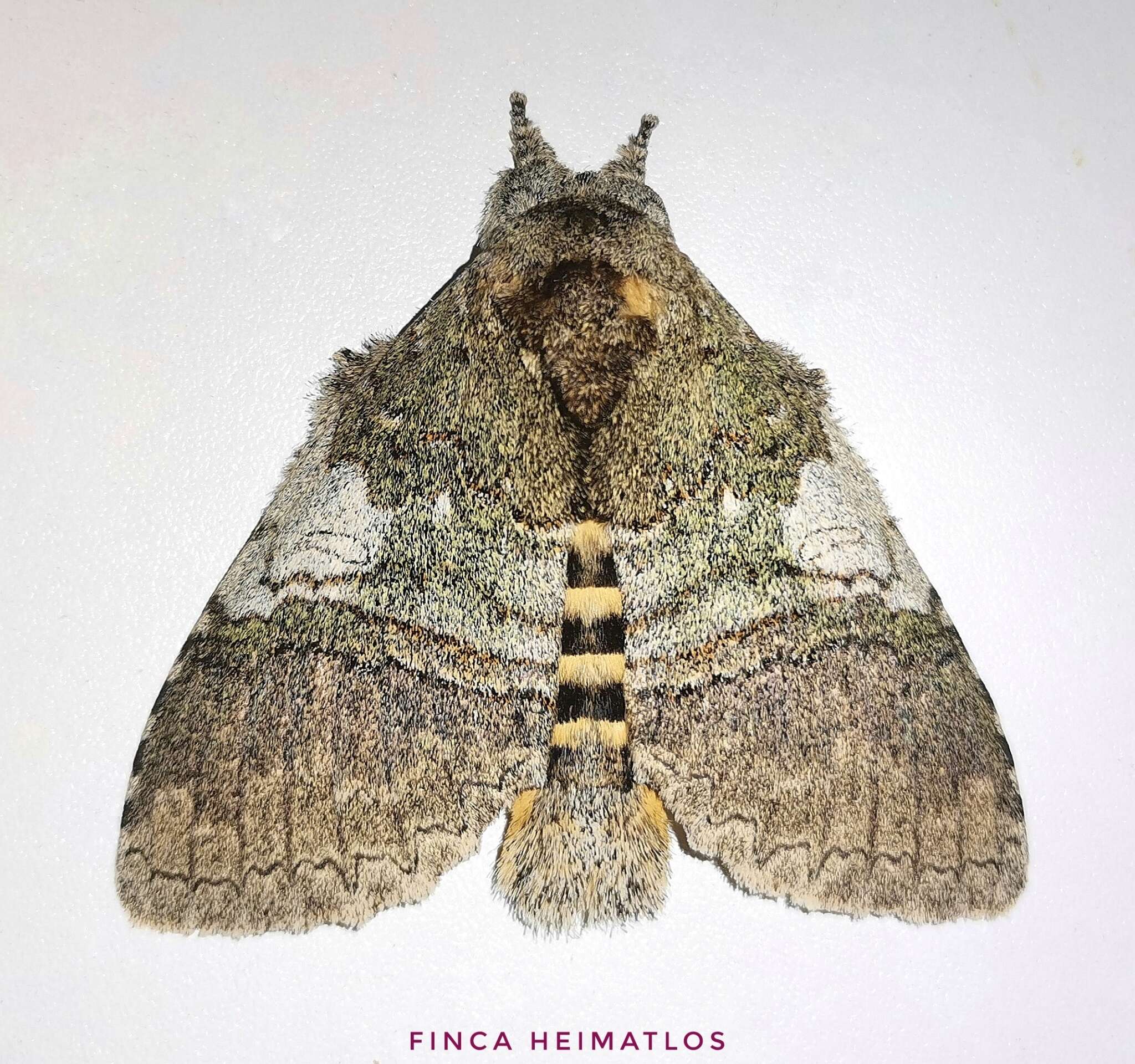 Image of Anurocampa mingens Herrich-Schäffer 1854