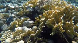 Image of Fire coral