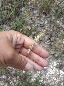 Image of hairy melicgrass