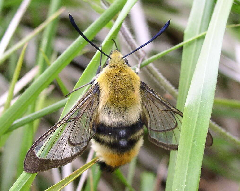 Imagem de Hemaris tityus (Linnaeus 1758)