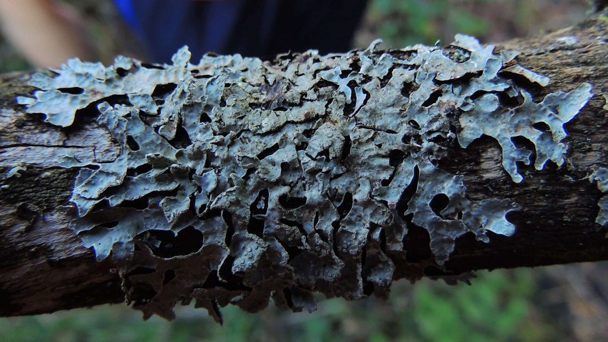Image of Hammered shield lichen