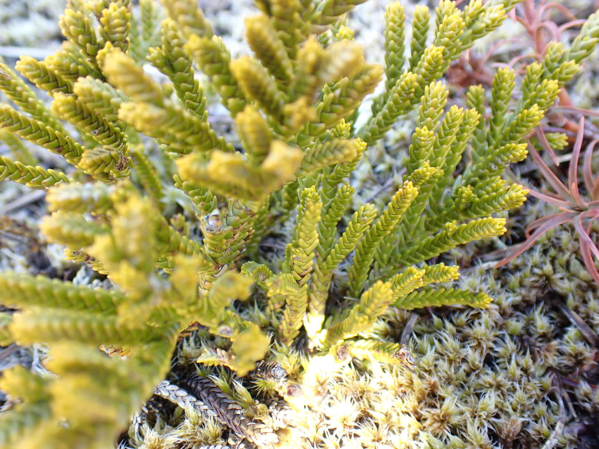 Image of Veronica tetragona subsp. tetragona