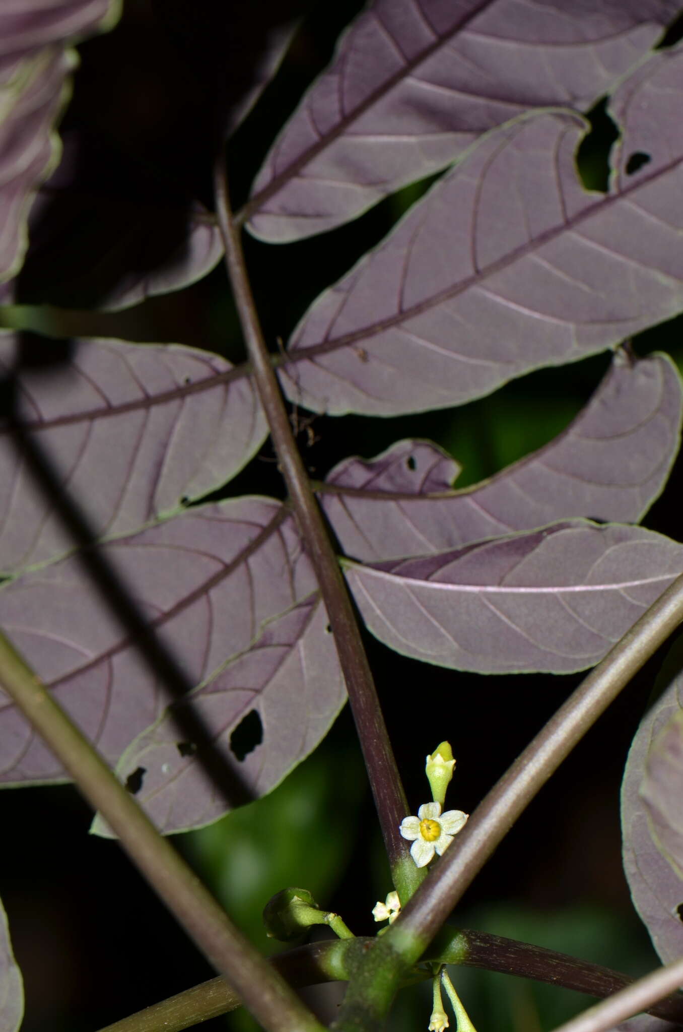 صورة Solanum trizygum Bitter