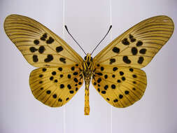 Image of Acraea rogersi Hewitson 1873