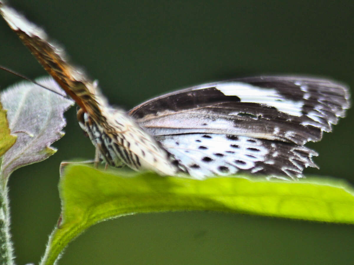 Cethosia cyane euanthes Fruhstorfer 1912 resmi