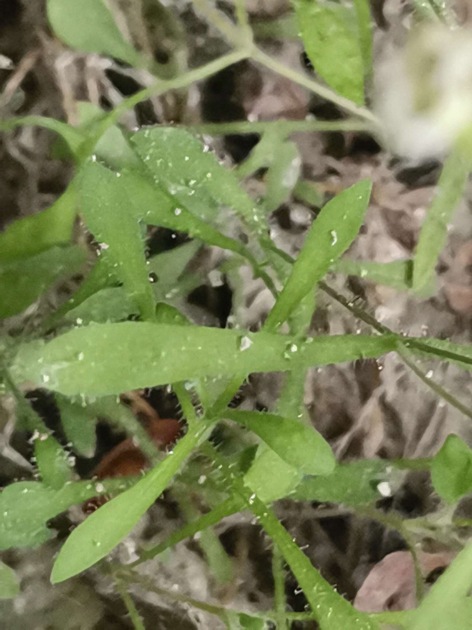 Image of Heliosperma veselskyi subsp. iskense Wraber & Accetto