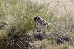 Chondestes grammacus strigatus Swainson 1827 resmi