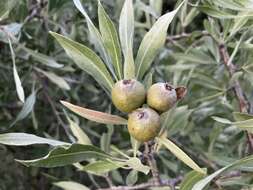 Plancia ëd Pyrus salicifolia Pall.