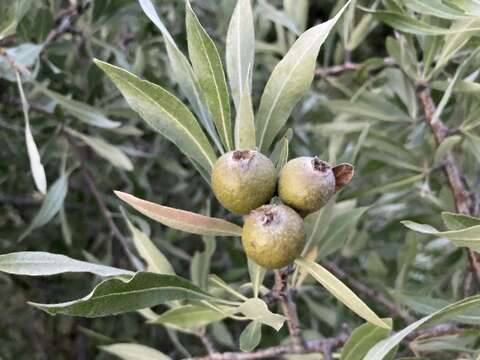 Image of Pyrus salicifolia Pall.