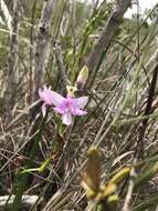 Image of Simpson's grasspink