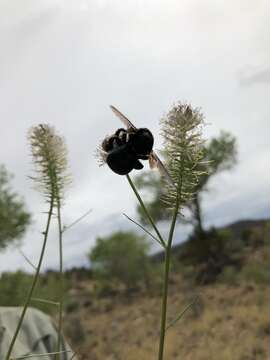 Image of Xylocopa californica arizonensis Cresson 1879