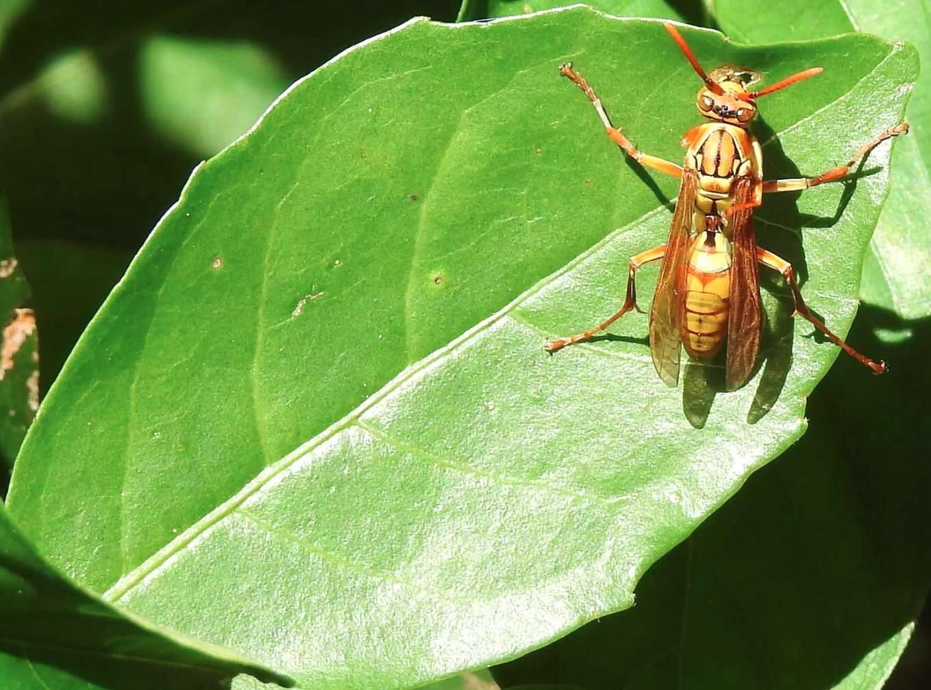 Image of Polistes japonicus de Saussure 1858