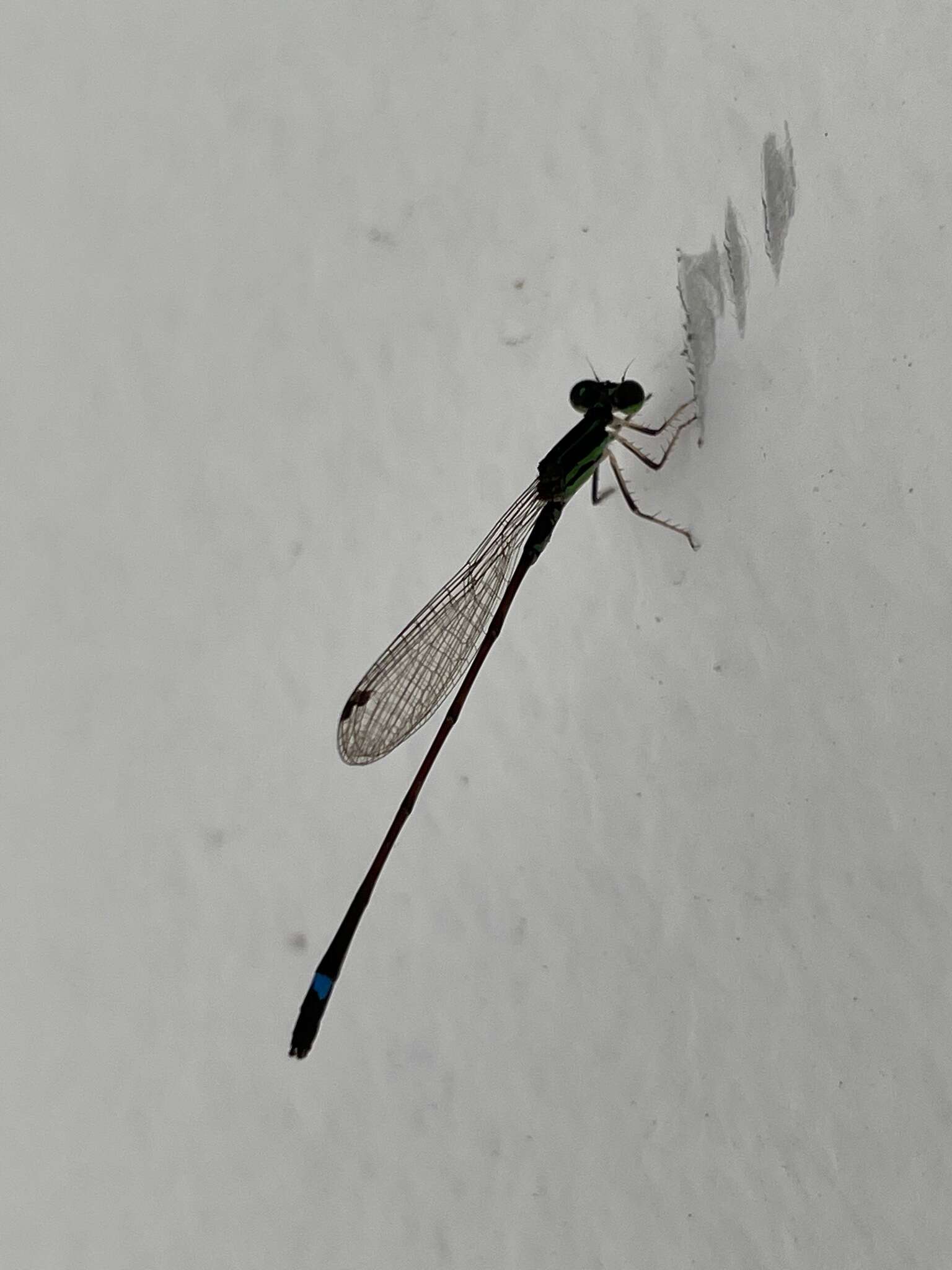 Image of Mortonagrion arthuri Fraser 1942