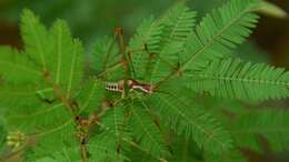 Image of Mountain-dwelling Short-winged Katydid