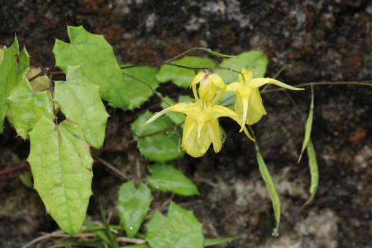 Image of Epimedium flavum W. T. Stearn