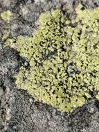 Image of lecanora map lichen