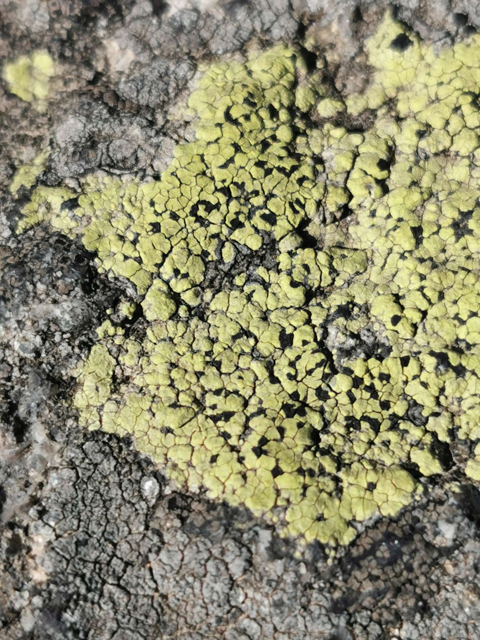 Image of lecanora map lichen