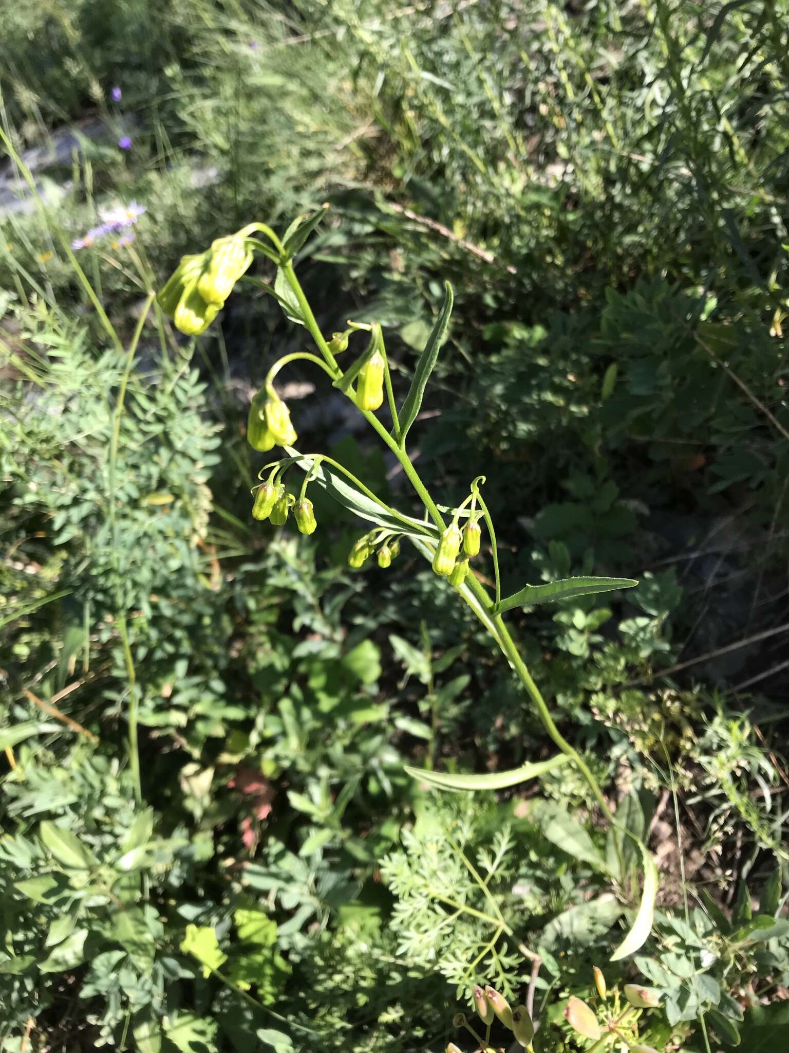 Senecio pudicus Greene的圖片