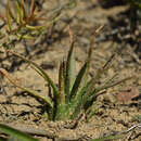 Image of Aloe bowiea Schult. & Schult. fil.