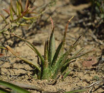 Image of Aloe bowiea Schult. & Schult. fil.