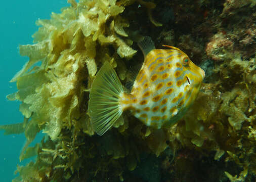 Image of Deep-bodied leatherjacket