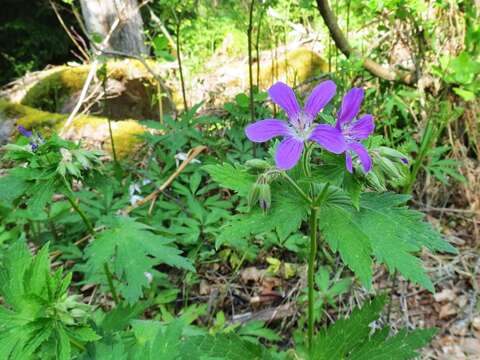 Image of Geranium sylvaticum L.