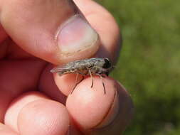 Image of Tabanus bromius Linnaeus 1758