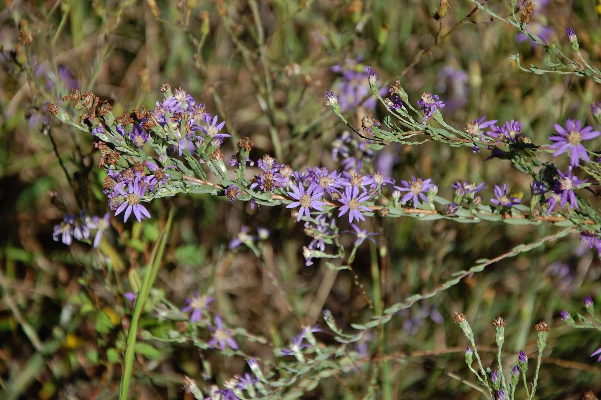 Plancia ëd Symphyotrichum concolor (L.) G. L. Nesom