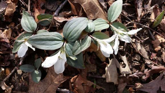 Image of snow trillium