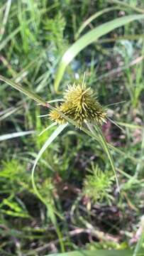 Image of spectacular flatsedge