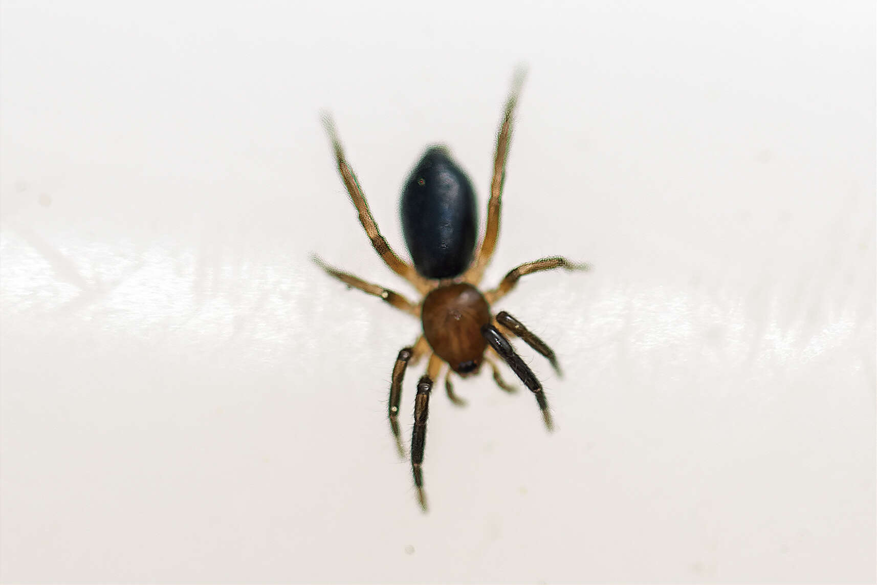 Image of Zelotes electus (C. L. Koch 1839)