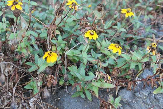 Image of Palmer's zinnia