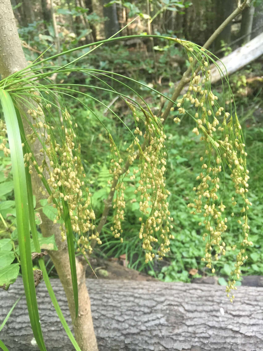 Image of Stalked Bulrush