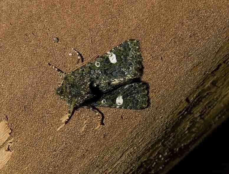 Image of Green-brindled Dot