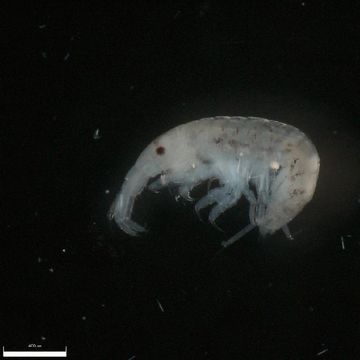 Image of <i>Monocorophium acherusicum</i> (Costa 1853)