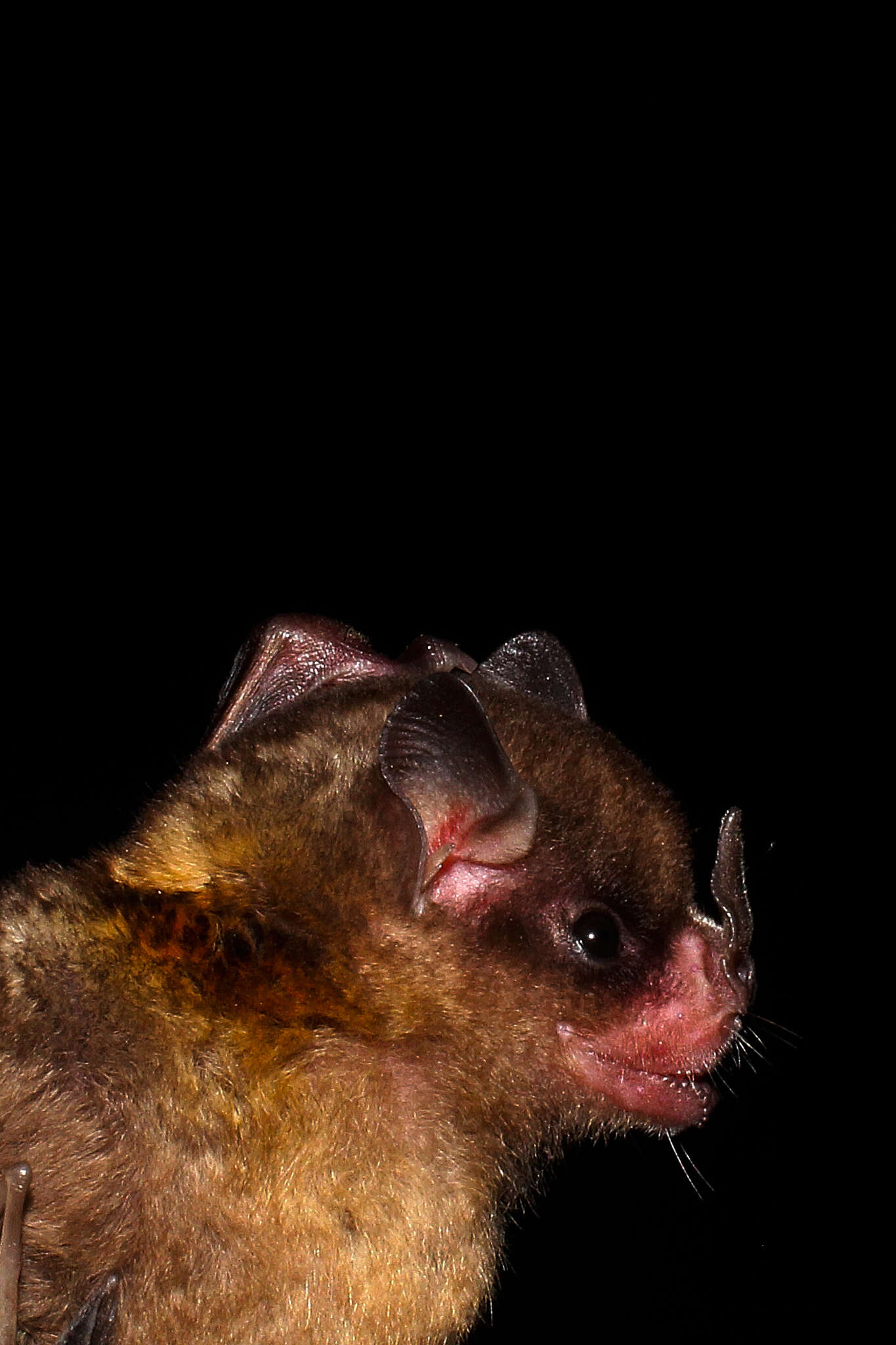 Image of Tilda's Yellow-shouldered Bat