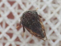 Image of Tylopelta gibbera Stål