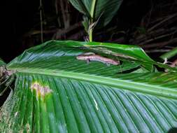 Image of Camron Mushroom-tongue Salamander