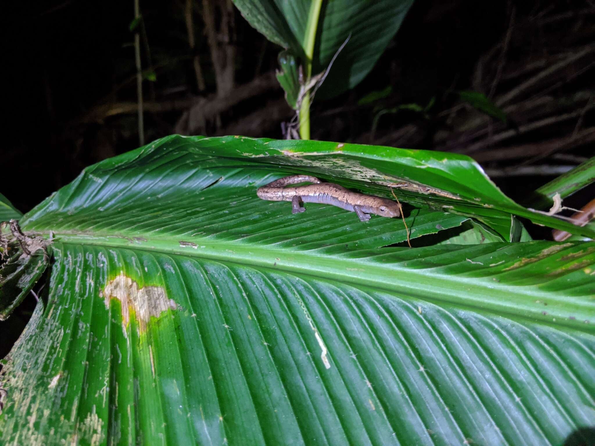 Image of Camron Mushroom-tongue Salamander