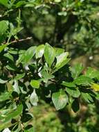 Image of Rhamnus parvifolia Bunge