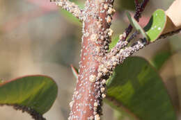 Image of Barnacle scale