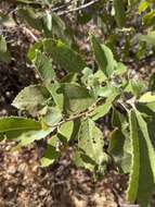 Image de Liothrips (Liothrips) ilex (Moulton 1907)