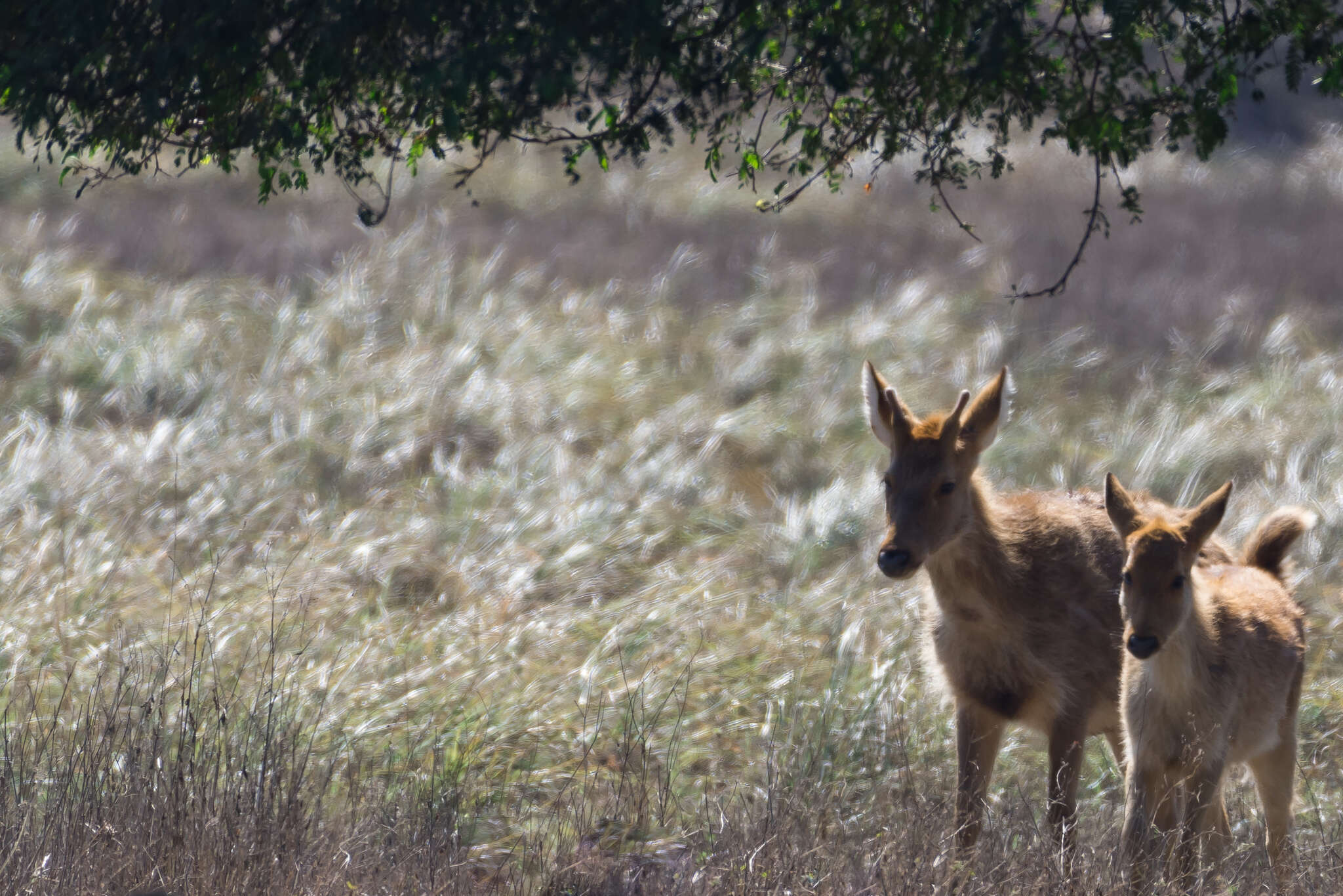 Image of Rucervus duvaucelii branderi Pocock 1943